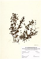 藏品(玉山水苦藚)的圖片